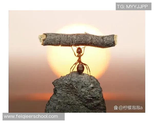 付豪的奋斗历程与成长故事探寻他背后的坚持与梦想